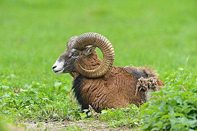 类《节奏天国》游戏新作《TIMINGooo!》双11发售